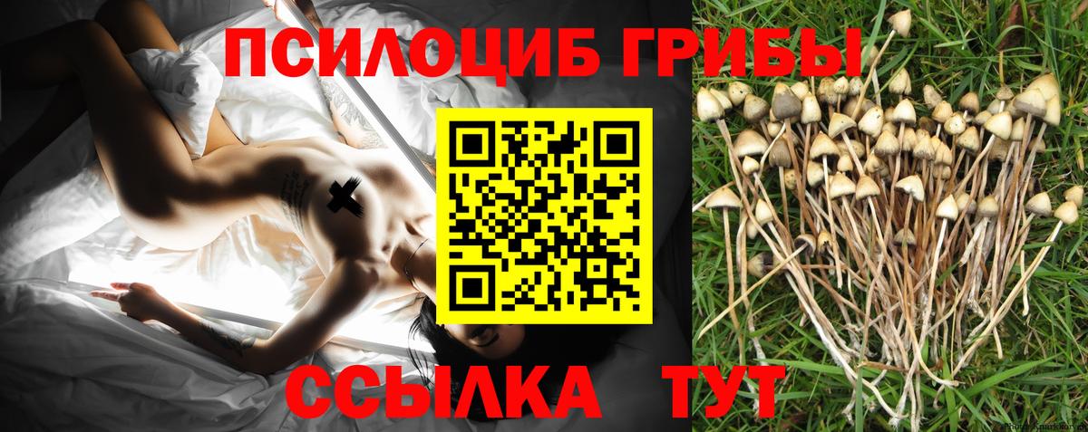 Псилоцибиновые грибы Psilocybine cubensis Нарьян-Мар